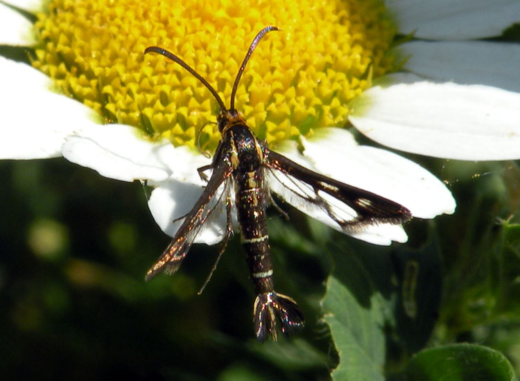 Sesiidae: Chamaesphecia aerifrons?